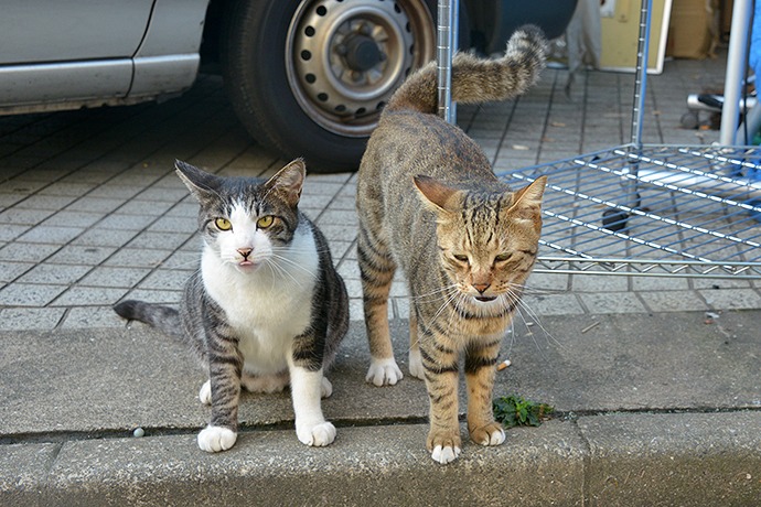街のねこたち