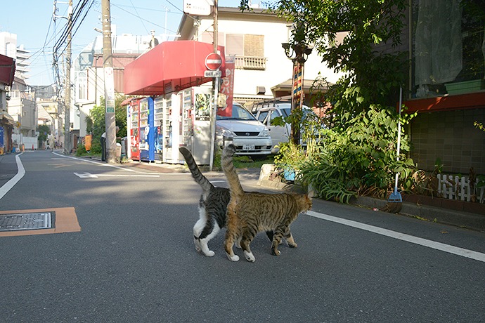 街のねこたち