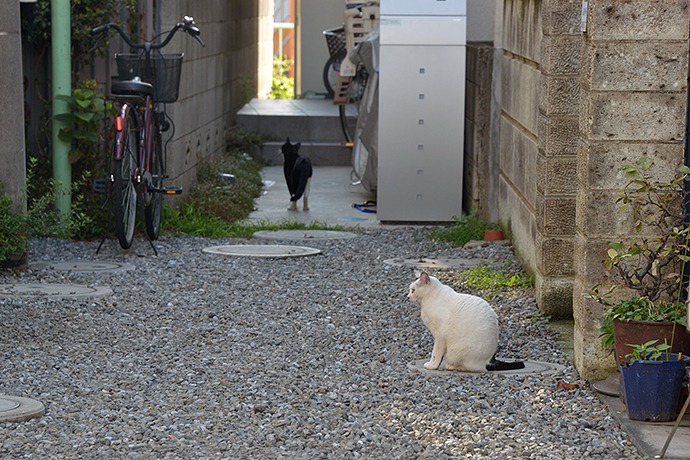 街のねこたち