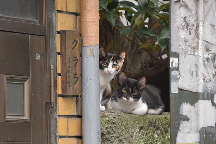 街のねこたち