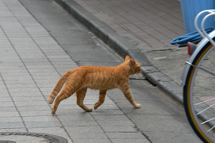 街のねこたち