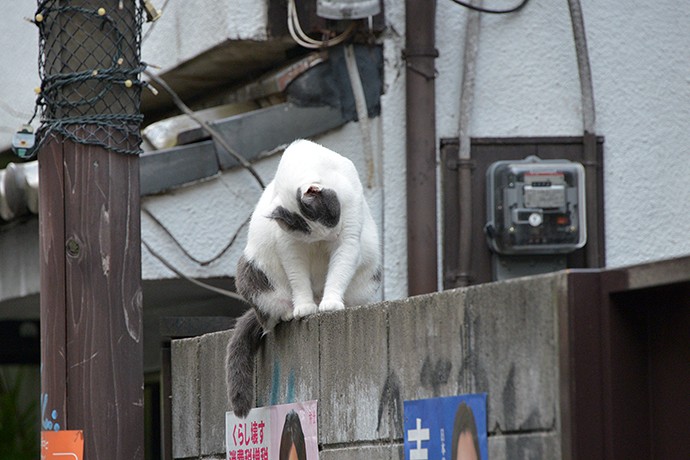 街のねこたち