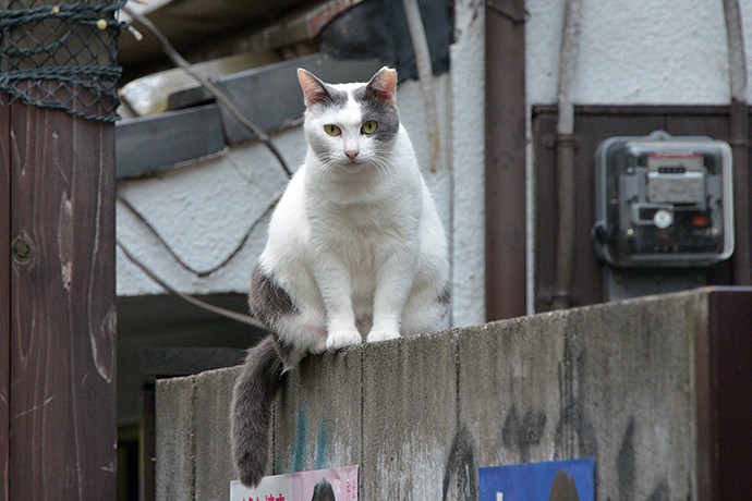街のねこたち