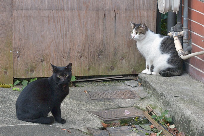 街のねこたち