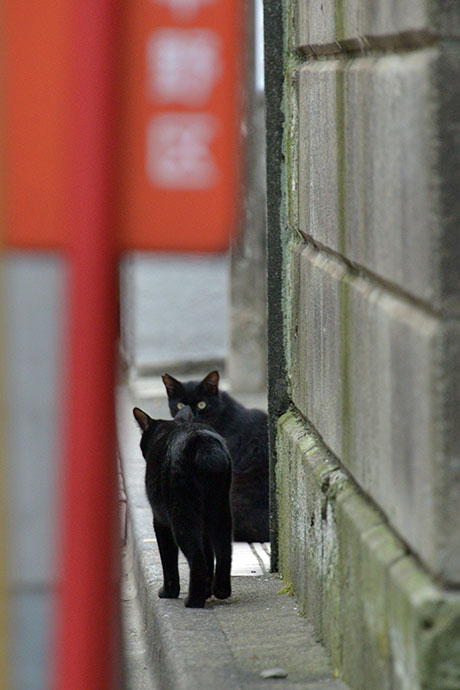 街のねこたち