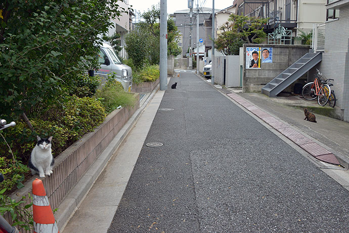 街のねこたち