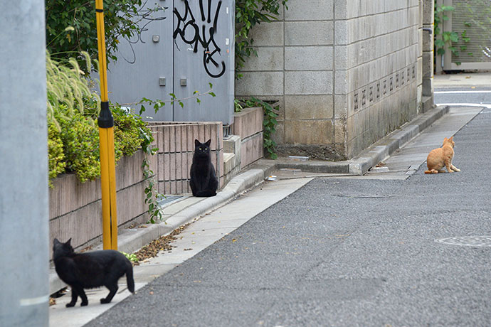 街のねこたち