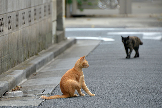 街のねこたち