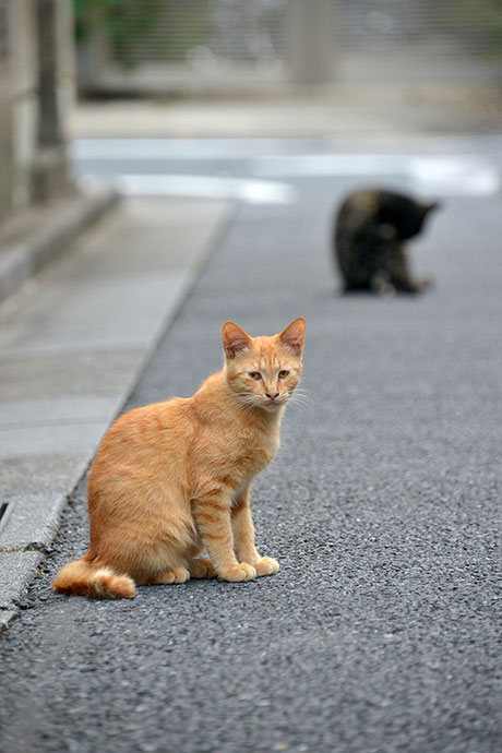 街のねこたち