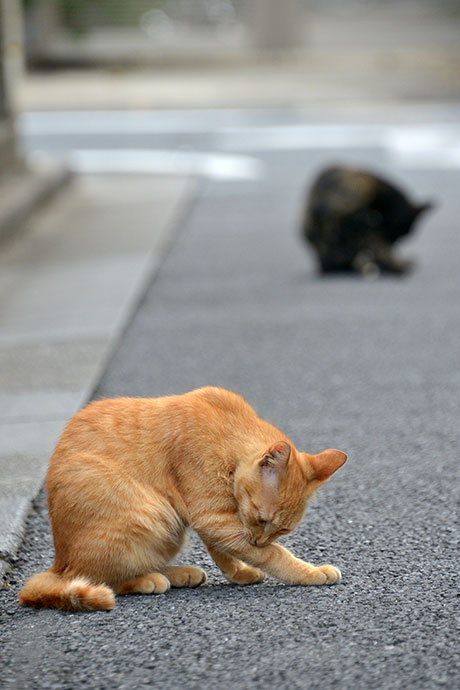 街のねこたち