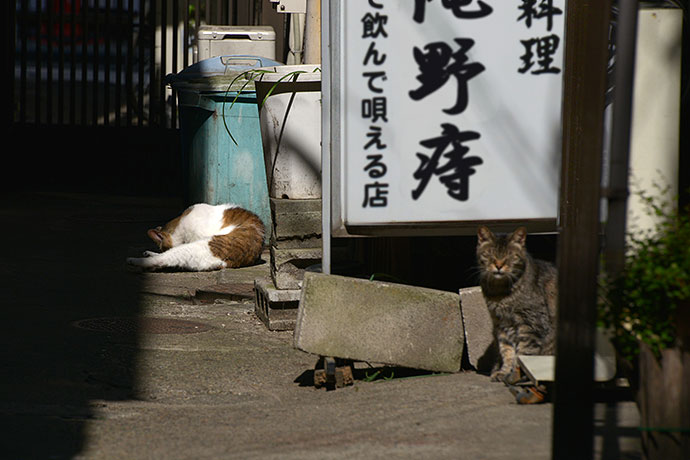街のねこたち