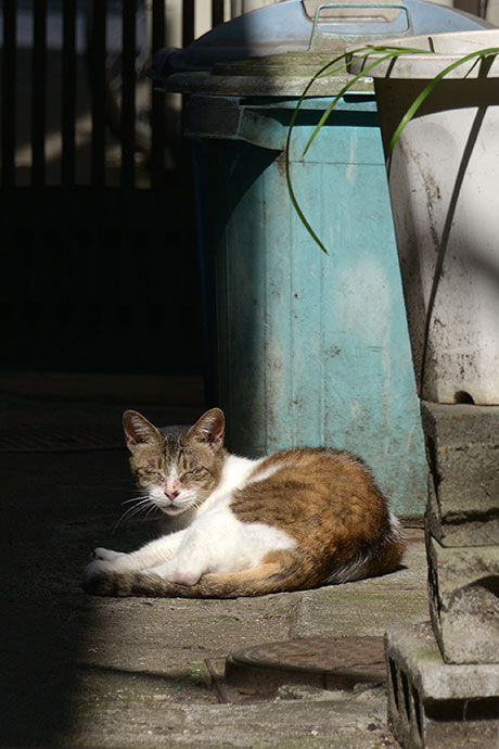 街のねこたち