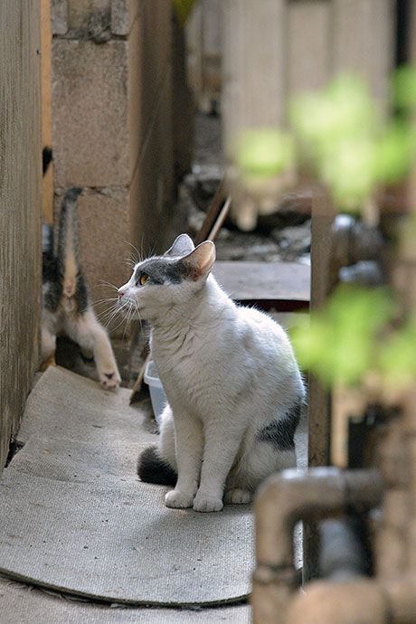 街のねこたち