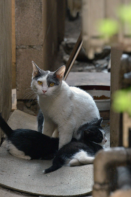 街のねこたち