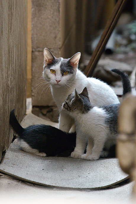 街のねこたち