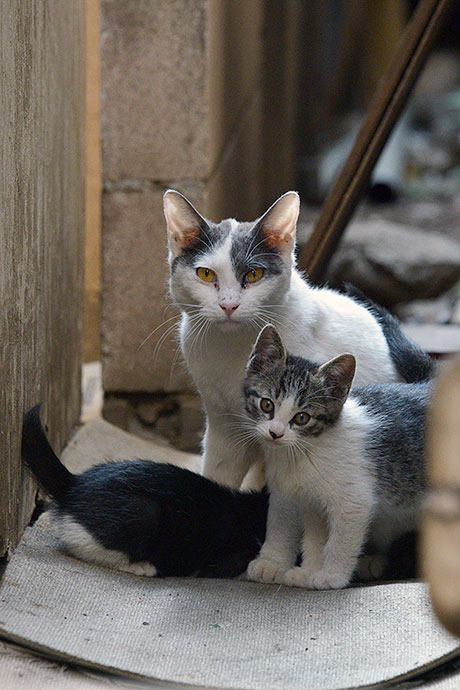 街のねこたち