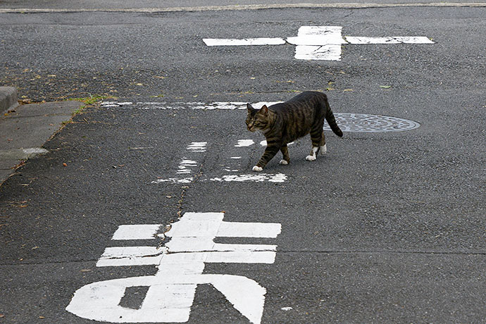 街のねこたち