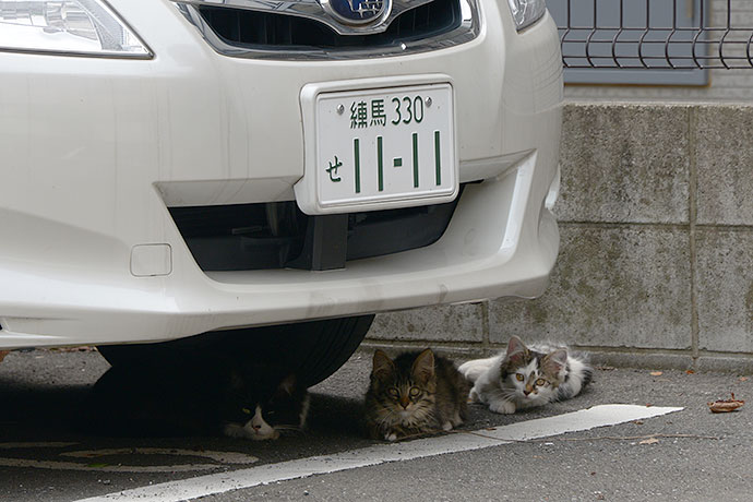 街のねこたち