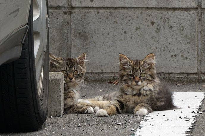 街のねこたち
