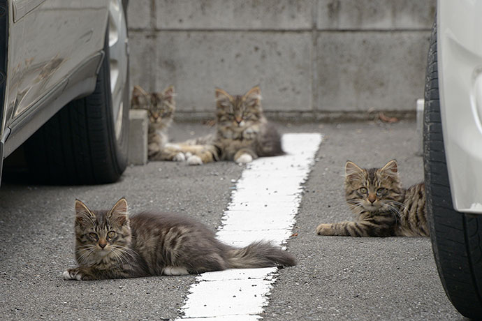 街のねこたち