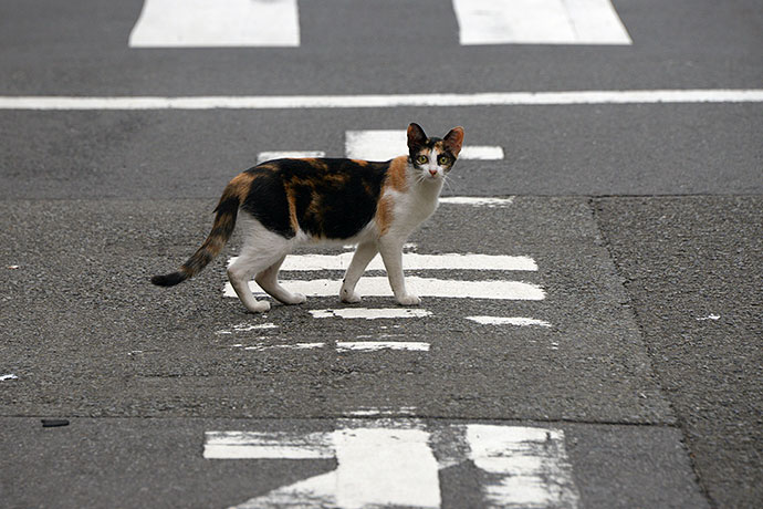 街のねこたち
