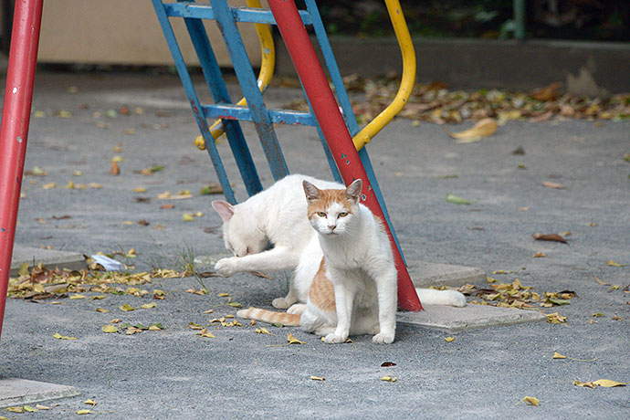 街のねこたち