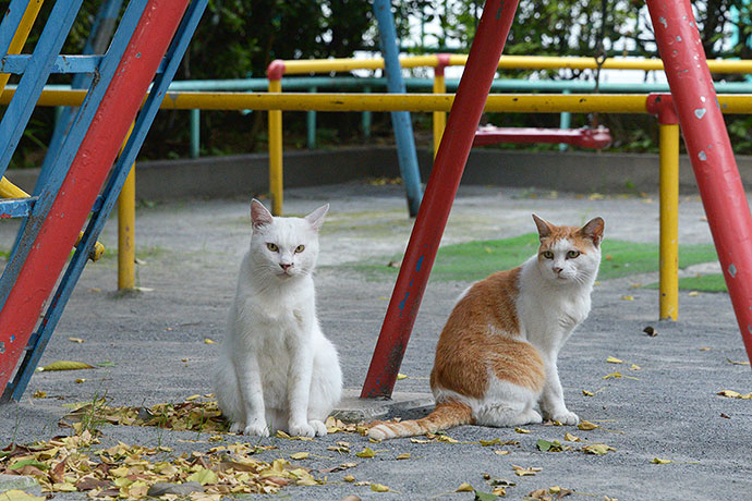 街のねこたち