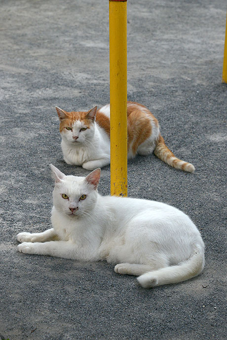街のねこたち