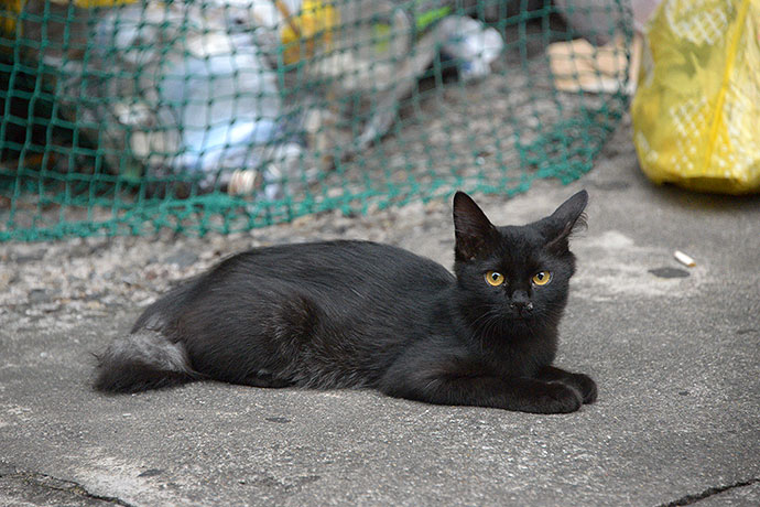 街のねこたち