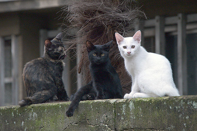 街のねこたち