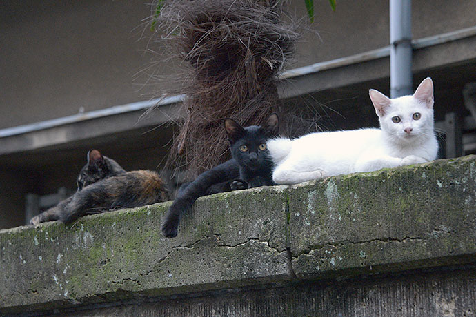 街のねこたち