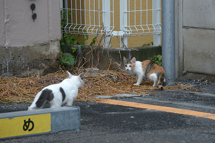 街のねこたち