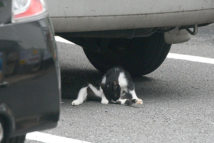 街のねこたち