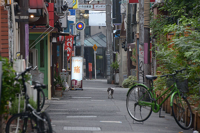 街のねこたち