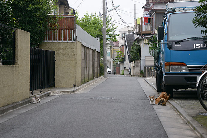 街のねこたち