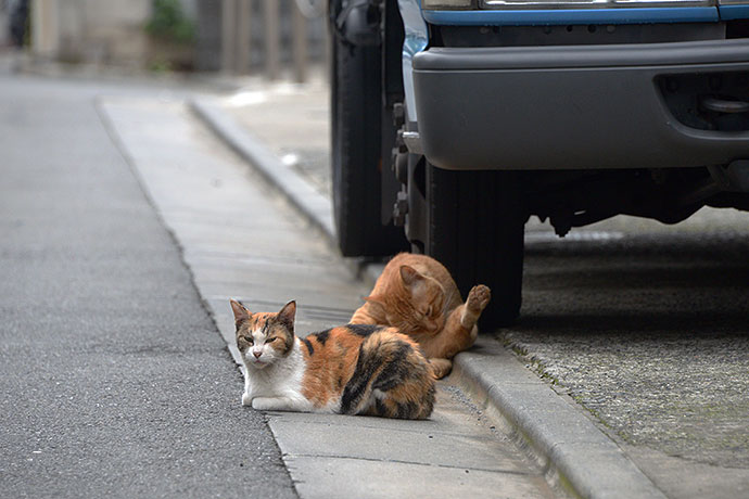 街のねこたち