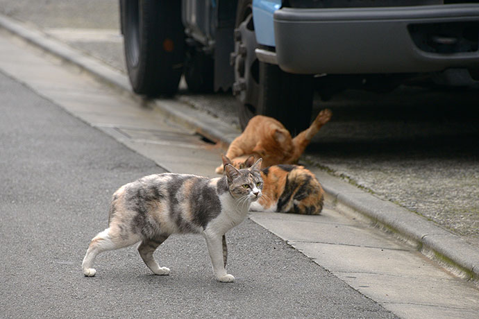 街のねこたち
