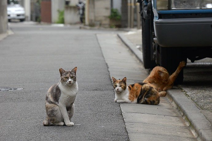 街のねこたち