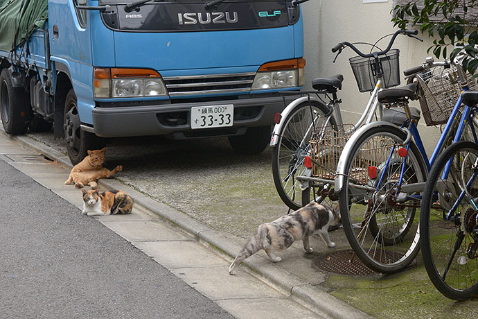 街のねこたち