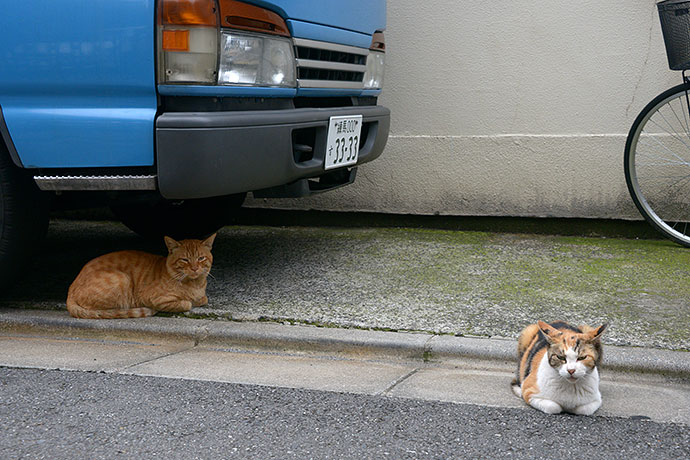 街のねこたち
