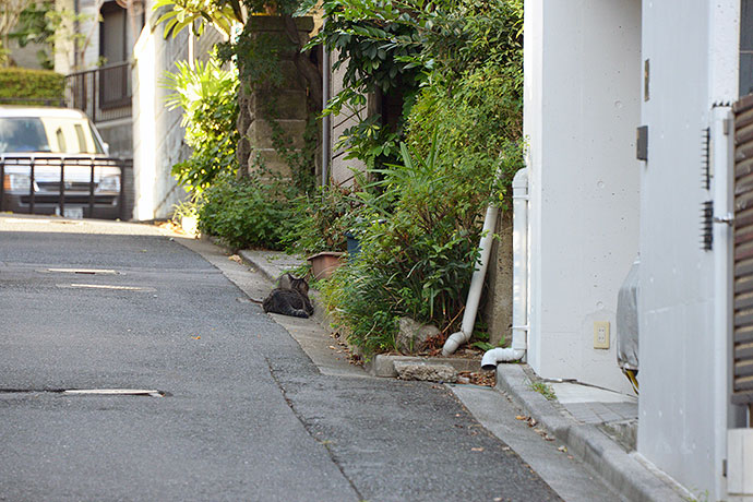 街のねこたち
