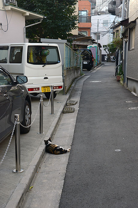 街のねこたち