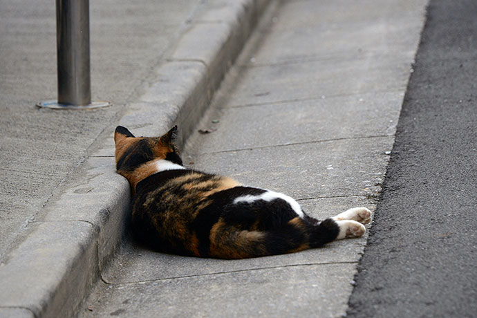 街のねこたち