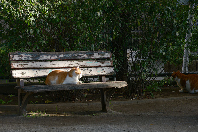 街のねこたち