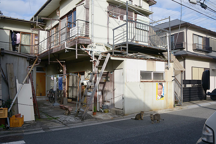 街のねこたち