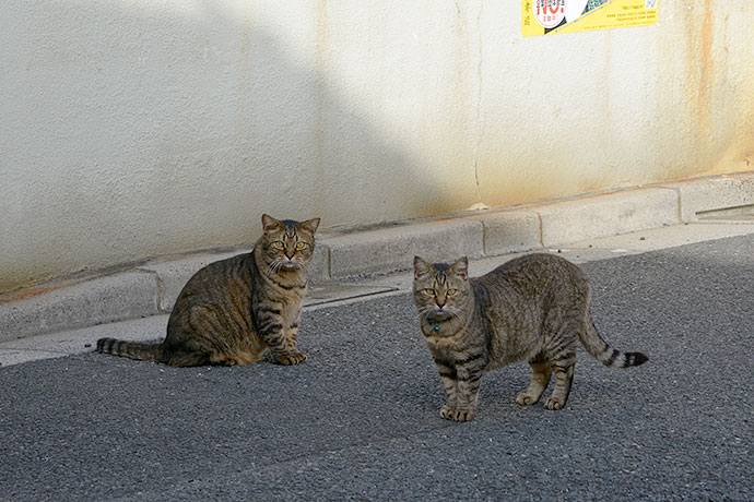 街のねこたち