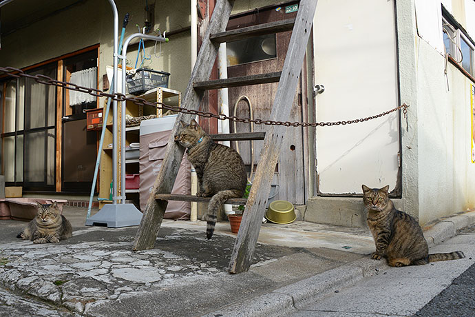 街のねこたち