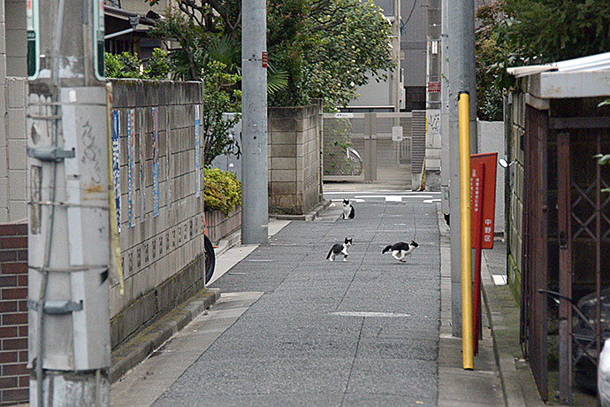 街のねこたち