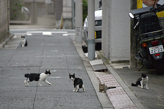 街のねこたち