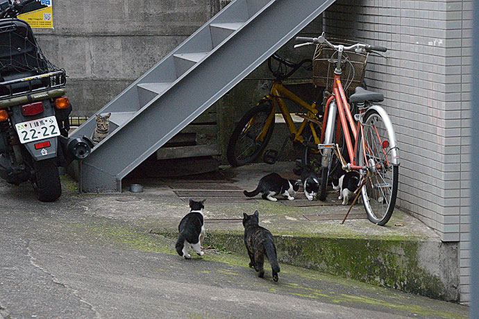 街のねこたち